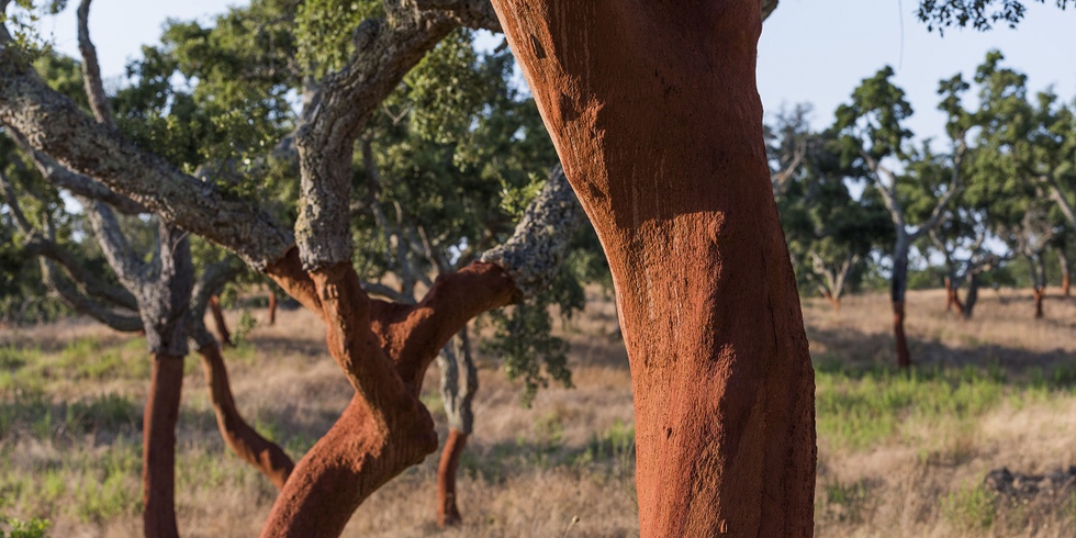 Al momento stai visualizzando Un isolante naturale: il sughero